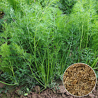 Кріп Салют Елітний ряд 20 гр