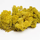 Стабілізований мох Жовтий Ягель Норвезький 1 кг Green Ecco Moss, фото 4