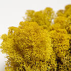 Стабілізований мох Жовтий Ягель Норвезький 1 кг Green Ecco Moss, фото 5