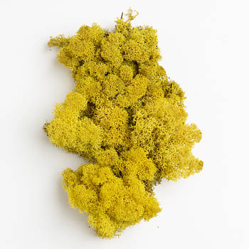 Стабілізований мох Жовтий Ягель Норвезький 100 г Green Ecco Moss