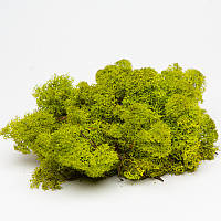Мох для декора Лайм Ягель Норвежский 100 г Green Ecco Moss