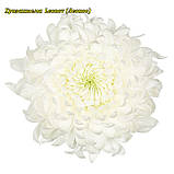 Хризантема Leonov (Леонів) однолова. великобарвкова,садж, фото 2