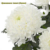 Хризантема Leonov (Леонів) однолова. великобарвкова,садж