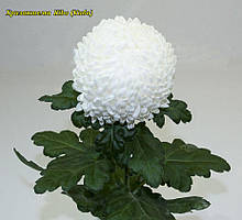 Хризантема Kibo (Кібо) одноголова. великобарвкова, розсада