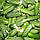 Регал F1 (Регаль F1) насіння огірка бджолозапильного (Clause) 50 шт, фото 2