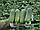 Регал F1 (Регаль F1) насіння огірка бджолозапильного (Clause) 50 шт, фото 3