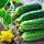 Еколь F1 насіння огірка партенокарпічного (Syngenta) 50 шт, фото 2