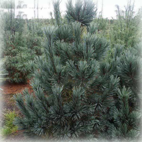 Сосна гнучка Вандервульф Пірамід (Vanderwolf`s Pyramid), фото 1