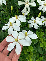 Гарденія садова jasminoides "Pinwheel". Gardenia jasminoides "Pinwheel".