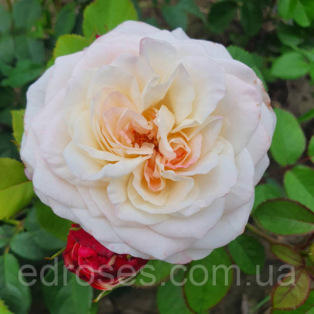 Порно актрисалардың есімдерінің фотолары