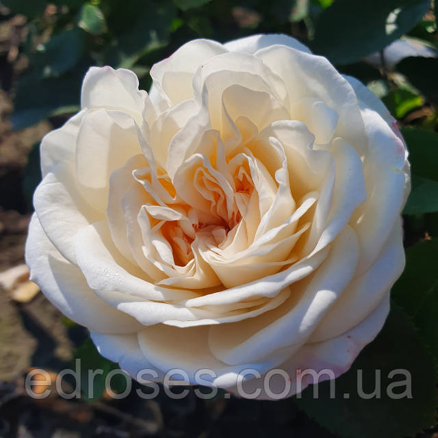 Олар мені көшеде жыныстық қатынасқа түсуге азғырды.