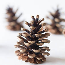 Соснові Шишки