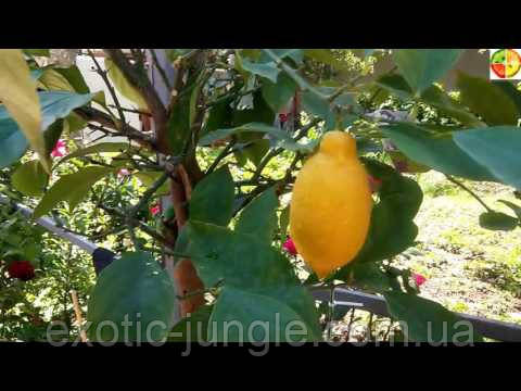 Лимон Лунарио (Citrus Limon Lunario) 20-25 см. Черенкован. Комнатный - фото 2 - id-p1713050589