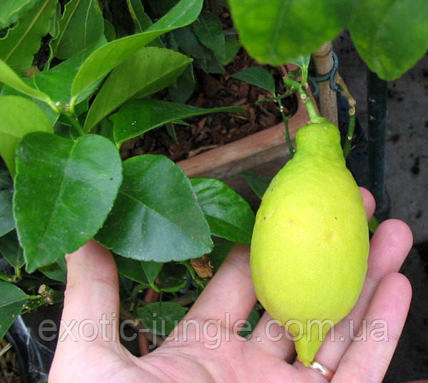 Лимон Лунарио (Citrus Limon Lunario) 20-25 см. Черенкован. Комнатный - фото 5 - id-p1713050589