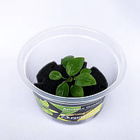 Анубіаси Золоте серце Голден Anubias Golden heart, фото 3