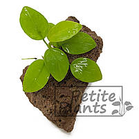 Анубіаси Золоте серце Голден Anubias Golden heart, фото 5