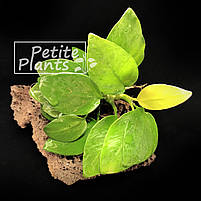 Анубіаси Золоте серце Голден Anubias Golden heart, фото 7