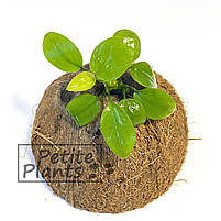 Анубіаси Золоте серце Голден Anubias Golden heart, фото 8