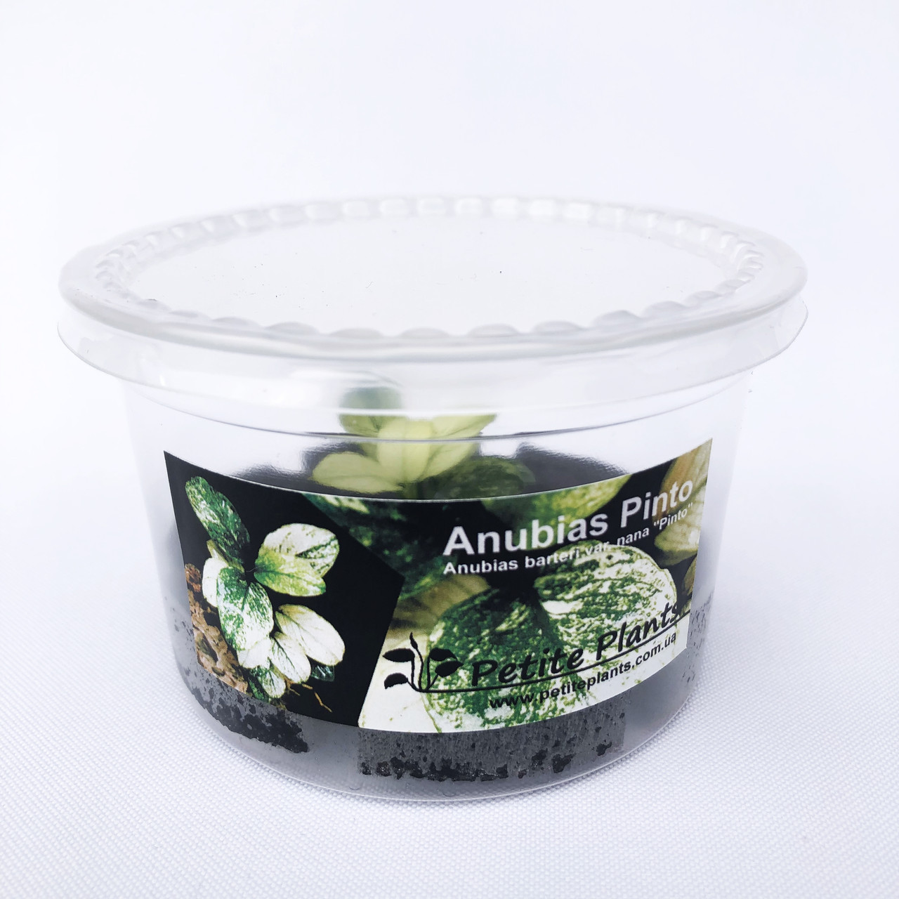 Анубіаси Пінто Anubias Pinto, фото 1