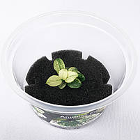 Анубіаси Пінто Anubias Pinto, фото 3