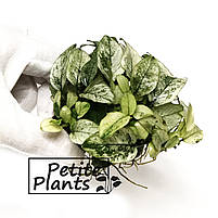 Анубіаси Пінто Anubias Pinto, фото 5