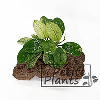 Анубіаси Пінто Anubias Pinto, фото 6