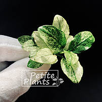 Анубіаси Пінто Anubias Pinto, фото 7