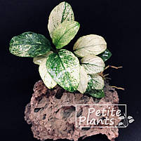 Анубіаси Пінто Anubias Pinto, фото 8