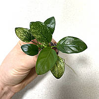 Анубіаси Пінто Anubias Pinto зелений лист (проброс), фото 3