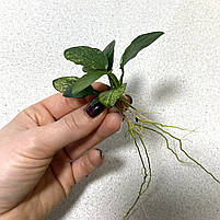 Анубіаси Пінто Anubias Pinto зелений лист (проброс), фото 4