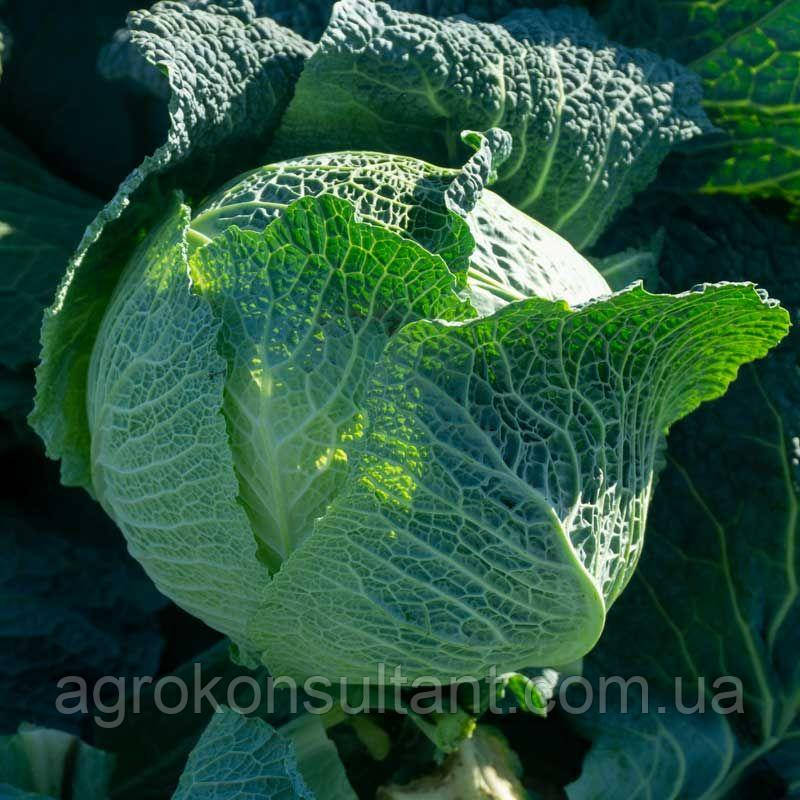 Насіння капусти Віратоба F1 (Syngenta), поштучно - пізня (135-140 днів), савойська