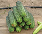 Насіння огірка Аякс F1 Nunhems/Нідерланди 50 шт, фото 5