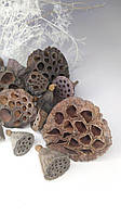 Сушеные коробочки лотоса натуральные маленькие (Нелюмбо)