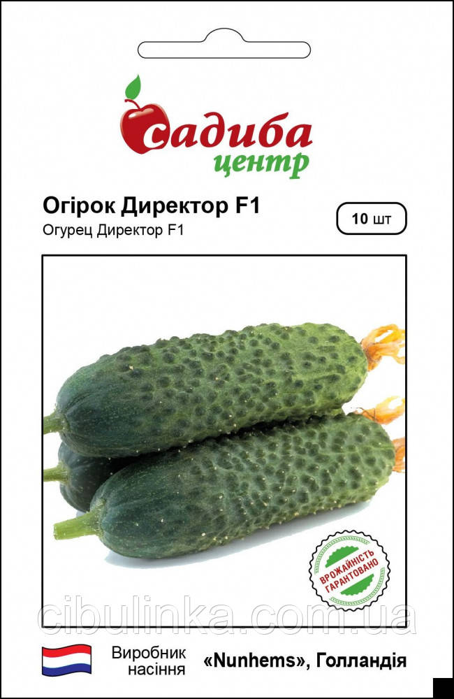 Насіння Огірок Директор F1 Nunhems/Нідерланди 10 шт., фото 1