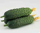 Насіння Огірок Директор F1 Nunhems/Нідерланди 10 шт., фото 3