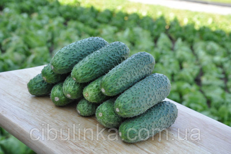 Огірок Чайковський F1 Rijk Zwaan/Нідерланди 10 шт, фото 1