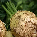 Селера Діамант коренева Bejo Zaden/Нідерланди 0,03 г, фото 5