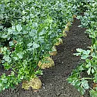 Селера Діамант коренева Bejo Zaden/Нідерланди 0,03 г, фото 6