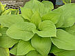 Хоста August Moon (Огест Мун) кореневище, фото 8