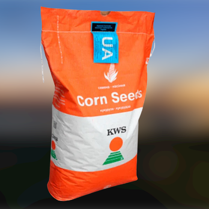 Кукурудза KWS КВС 2370 ФАО 280, насіння кукурудзи КВС, фото 3
