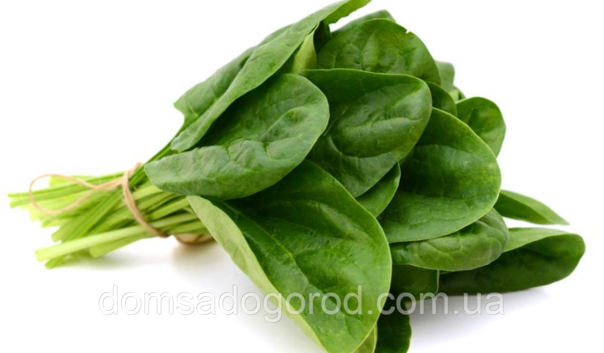 Шпінат Аполло F1 | Apollo F1 Sakata 5000 насінин