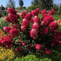 Гортензія волотиста Ренсам, Фрамбосин/Hydrangea paniculata Framboisine, RENSAM, С2