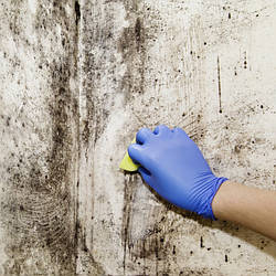 Засоби від цвілі