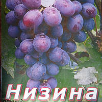 Саженец винограда сорт Низина