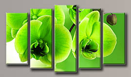 Модульна картина на полотні з 5 частин "Зелена орхідея"