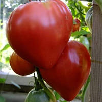 Семена Томат индетерминантный Воловье(Бычье) Сердце Красное весом 5 граммов