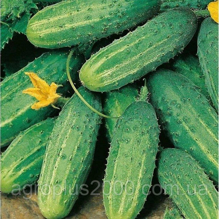 Насіння Огірок бджолозапильний Смак F1 вагою 20 грам