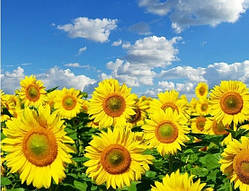 Діамантова вишивка. Картина на підрамнику "Соняшникове поле", 30х40 см, квадратні стрази