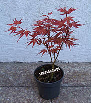 Клен пальмолистий Автопурпуреум \ Acer palmatum 'Atropurpureum' ( саджанці 3 роки ), фото 3