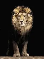 Картина за номерами леви Вожак Картини в цифрах Розфарбування по номерах лев 40х50см Rainbow Art GX42504